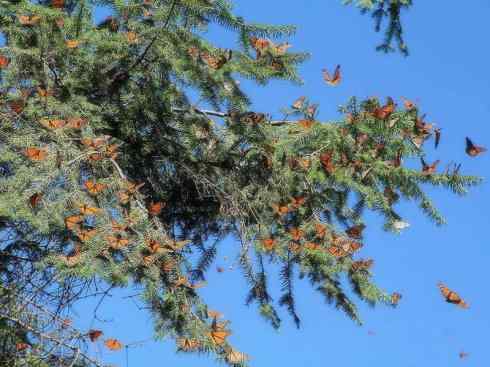 自然奇观：动物大迁徙(帝王蝶）