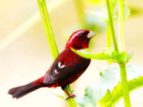 美丽无罪：雀鸟之雀类