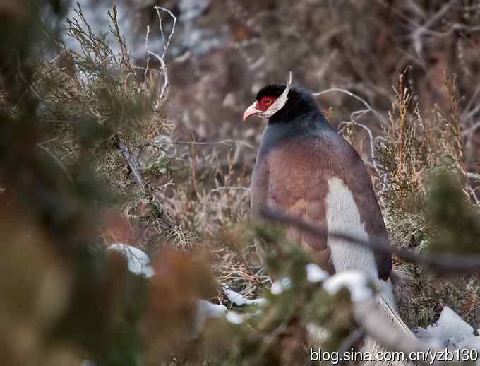 闪亮登场&bull;褐马鸡&bull;国家一级（组图，20张图片）