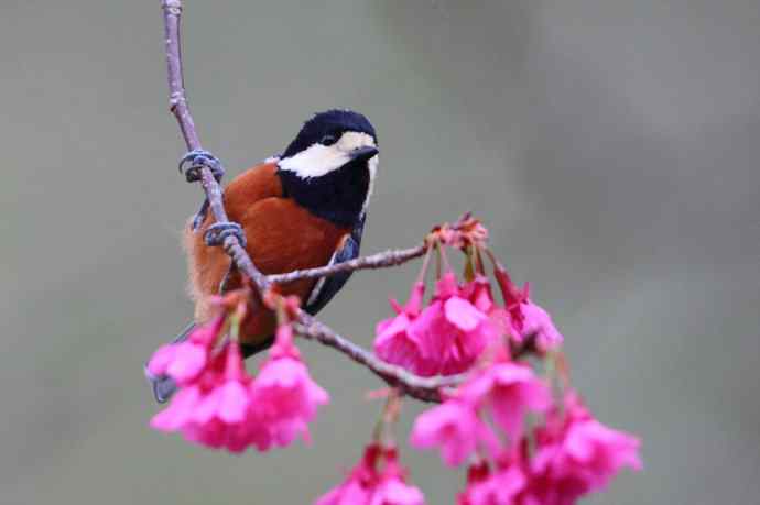 炮的野生鸟类摄影2012总结之三---黄昏界