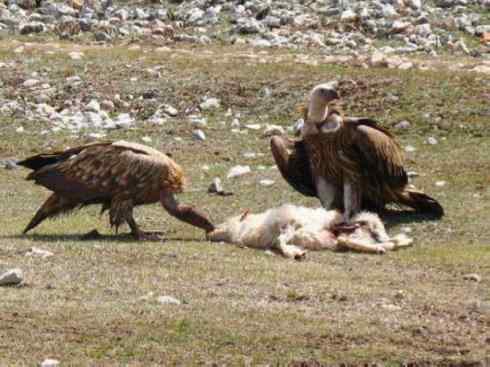 鸟类之最：高山兀鹫
