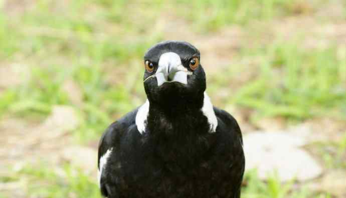 澳洲拍鸟鈥斺斂诩即笸鹾诒持尤