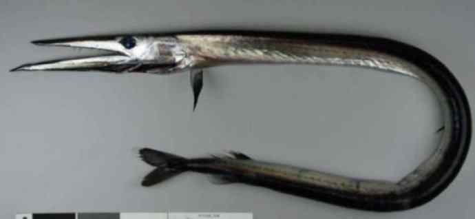 鱼类活化石：帆蜥鱼