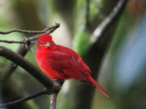 极品红色鸟类:玫红比蓝雀 极品红色鸟类:玫红比蓝雀