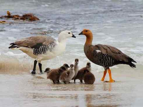 白头鸟系列：另类的美丽（斑胁草雁）