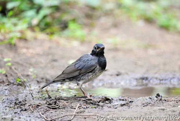 雄性乌灰鸫 雄性乌灰鸫