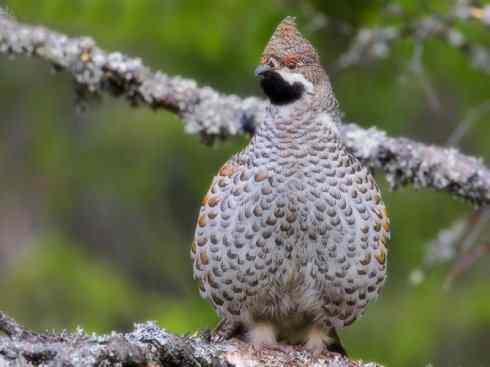 家禽驯化之源之十