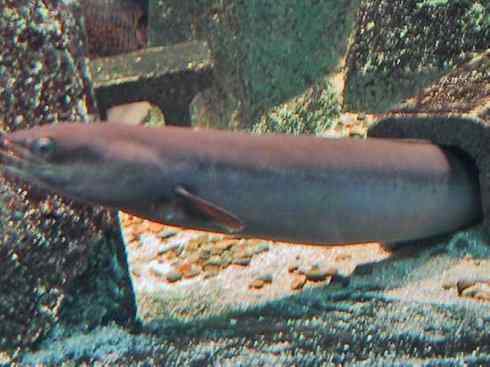 鱼类活化石：鳄雀鳝