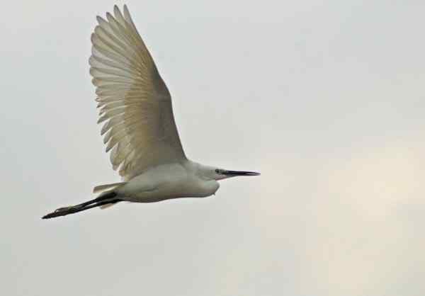 珠海独行（四）,三上野狸岛（白鹭篇）(组图）