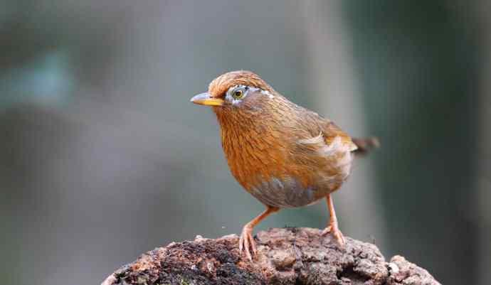 【画眉深浅入时无 wbr不如林间自在啼】（野生画眉鸟一组）