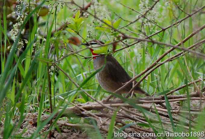 黑喉石鵖很厚道