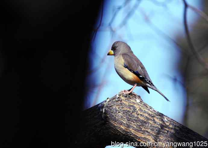 黑尾蜡嘴雀 wbr3