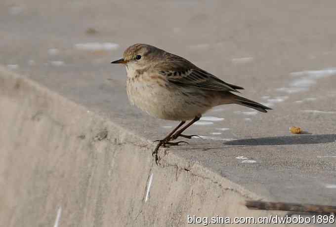 山光悦鸟性 wbr偶心竞翔飞 山光悦鸟性 wbr偶心竞翔飞