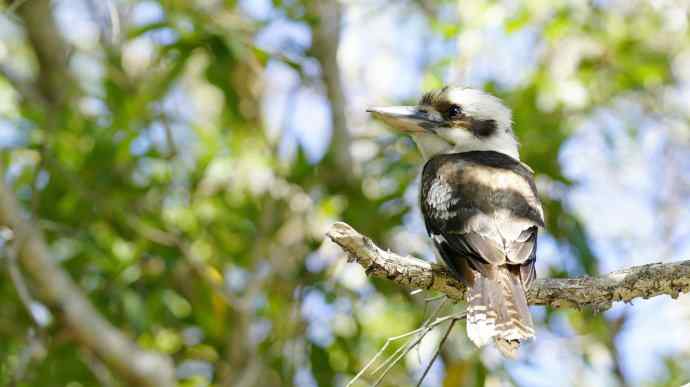 澳洲拍鸟鈥斺敿樾Υ