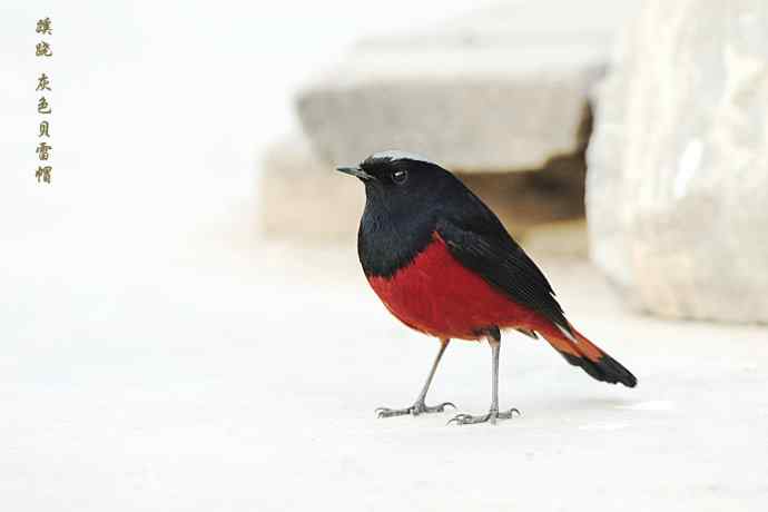 蹊跷鈥斺敯锥ハ洞骰颐倍