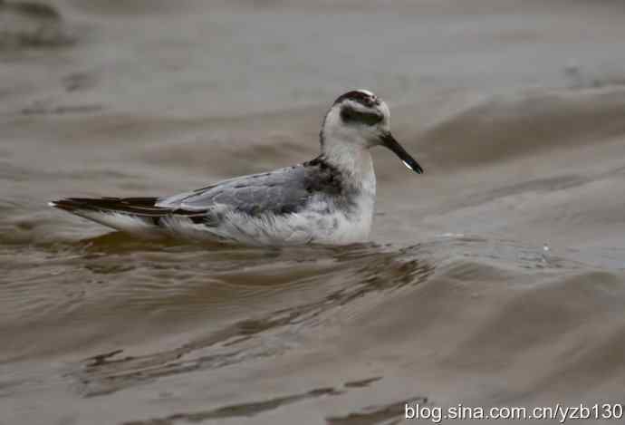 小洋口罕见过境鸟——红颈瓣蹼鹬（组图，5张图片）