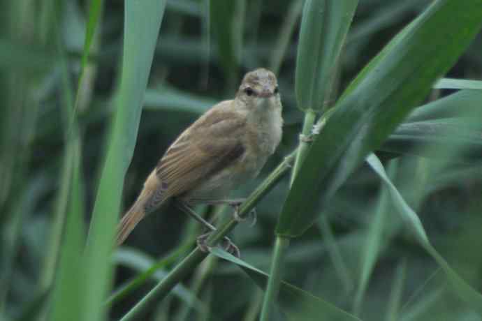 很难捕捉的苇莺 wbr2 很难捕捉的苇莺 wbr2