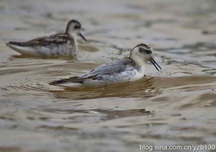 小洋口罕见过境鸟——红颈瓣蹼鹬（组图，5张图片）