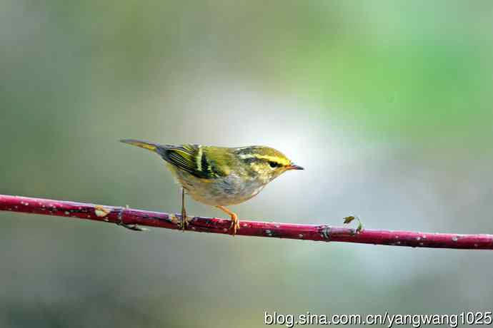 黄腰柳莺（23）