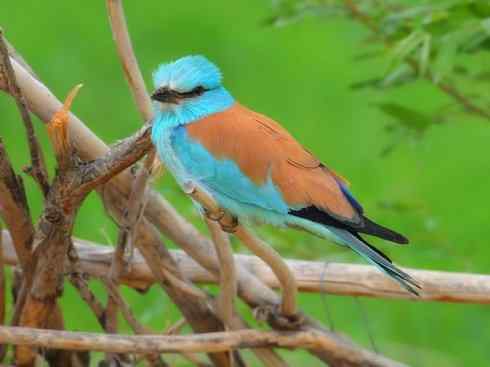 绝色攀禽：佛法僧目之佛法僧