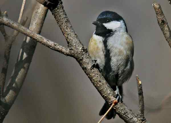 北京植物园赏鸟（二），大山雀（组图）