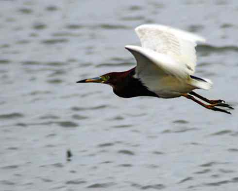拍摄鹭鸟小结（组图，10张）
