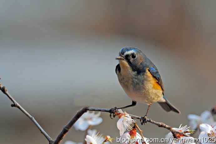 桃花与雄性红胁蓝尾鸲