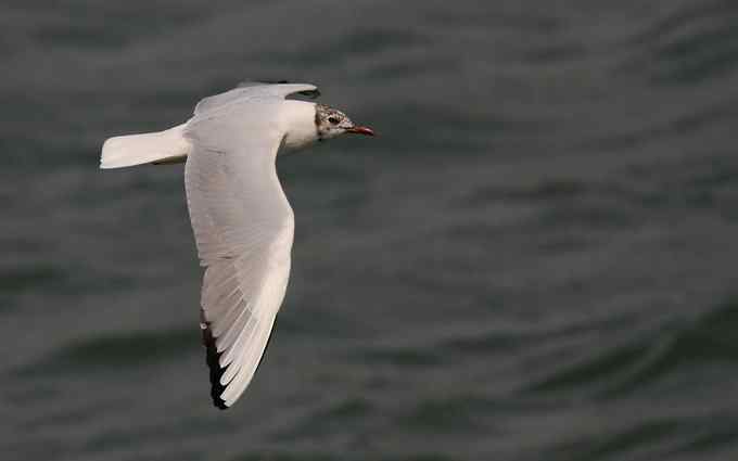 三家店水库今天突现大批迁徙海鸥（组图）