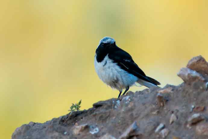 【新鸟】坝上鸟.白顶鵖