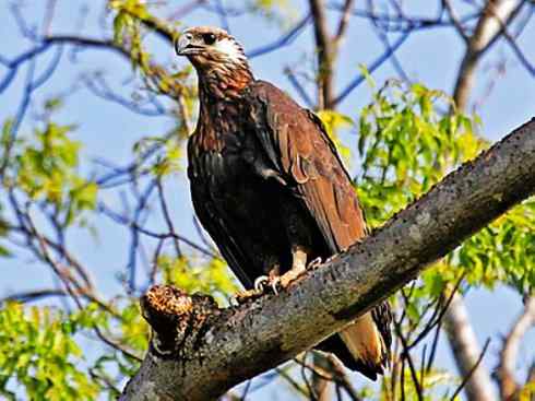 白头鸟系列：另类的美丽（白头海雕）