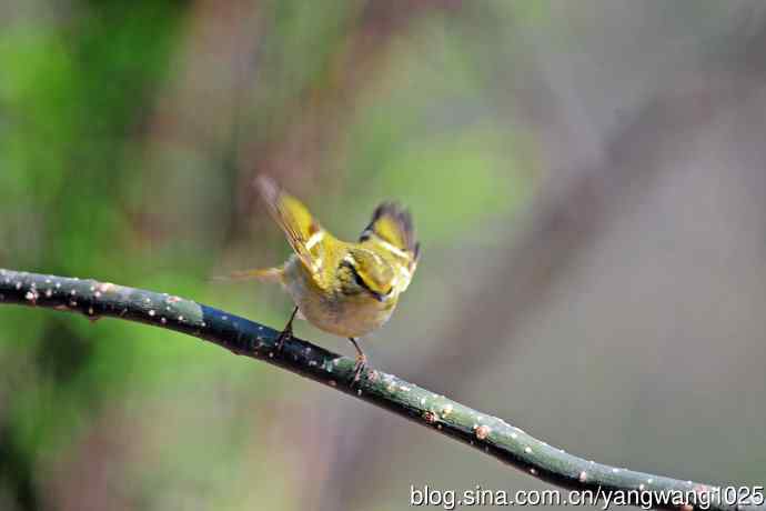 黄腰柳莺（20）