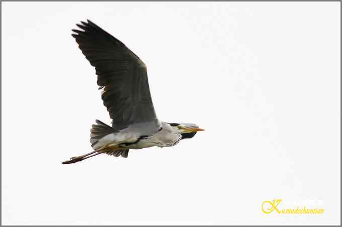 苍鹭飞舞【照片】