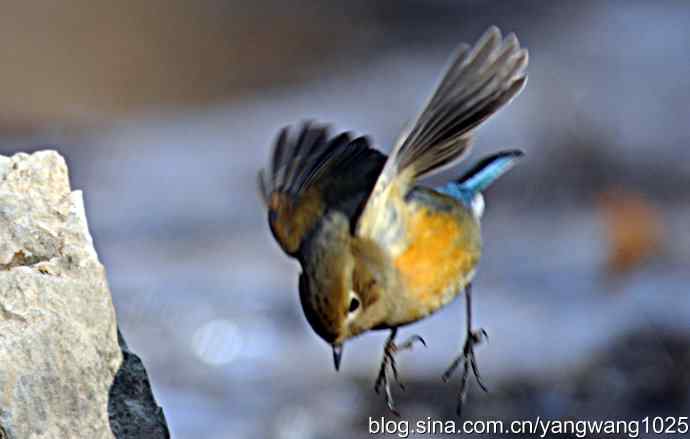 雌性红肋蓝尾鸲