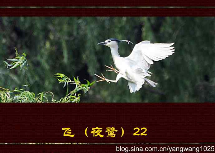 飞（夜鹭）22