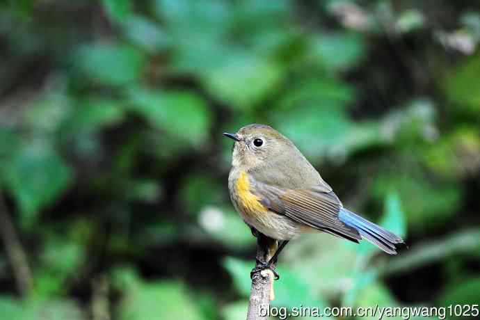 雌性红胁蓝尾鸲（53）