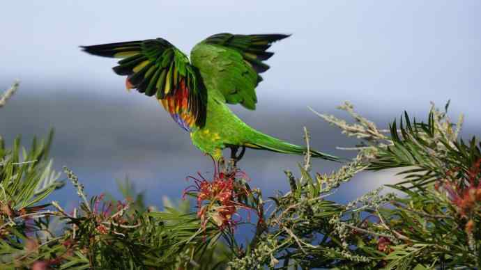 澳洲拍鸟鈥斺敳屎琊叙挠履