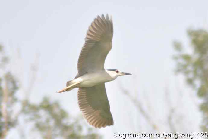 飞（夜鹭） wbr1