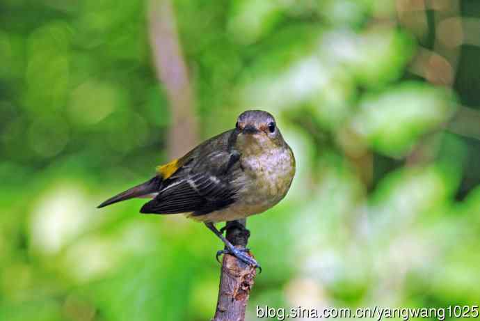 雌性白眉姬鹟(3) 雌性白眉姬鹟(3)