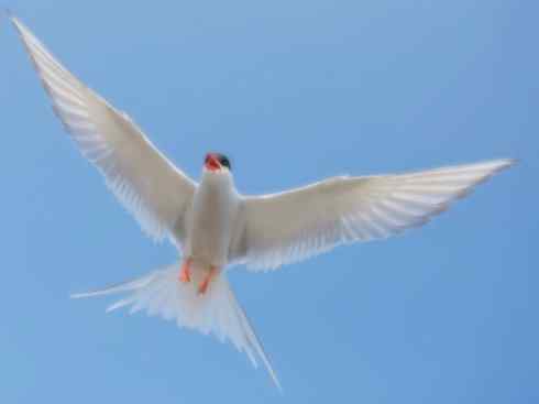 自然奇观：动物大迁徙(燕鸥类)