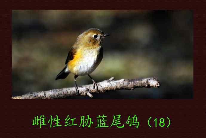 雌性红胁蓝尾鸲（18）