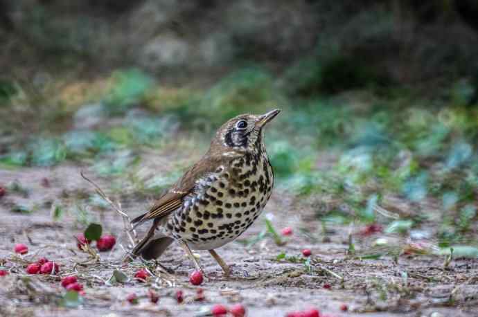 这个鸫鸫很难得