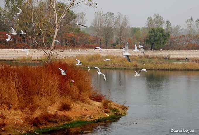 秋季到海滨来看鸟