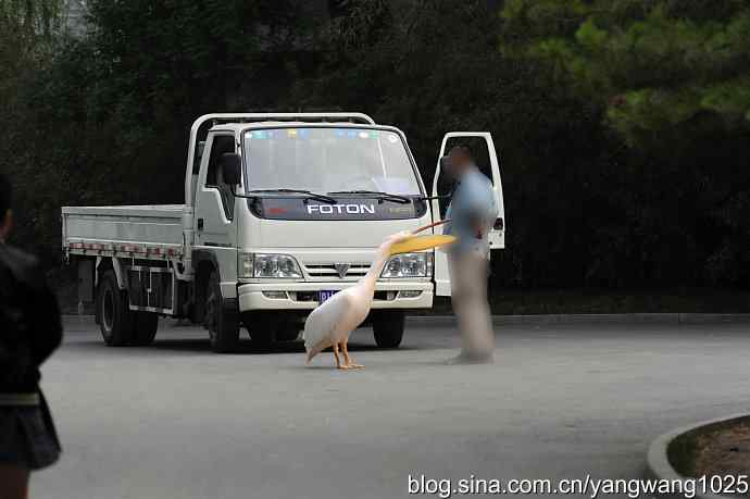 登陆巡游（纪实故事）
