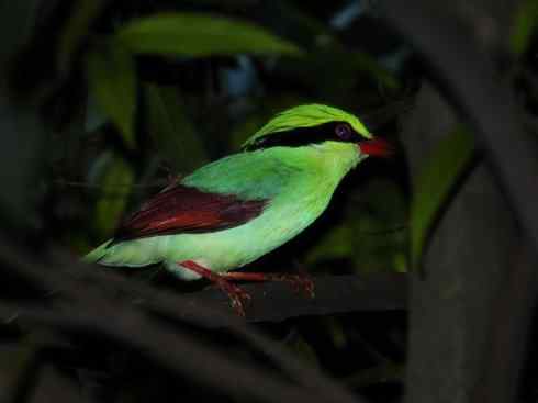 美丽无罪：雀鸟之绿鹊