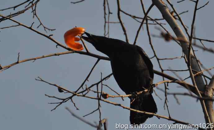 北京动物园的鸟类——谁爱吃柿子？（乌鸦）