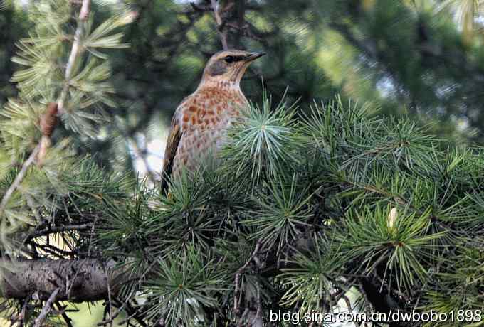 莲花池林鸟小拍