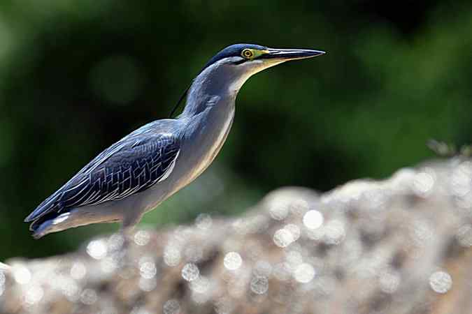 绿鹭的栖息地(密云潮白河畔)