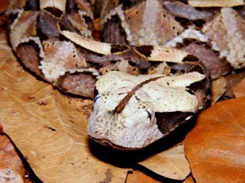 龙：传说的兽原型探秘（蝰蛇类）