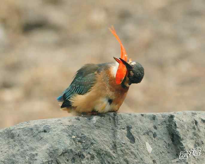 圆明园&nbsp;wbr路&nbsp;wbr小翠吃红鱼