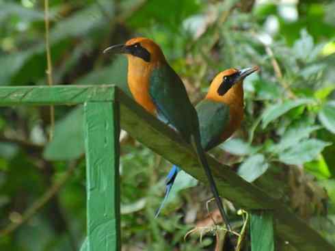 绝色攀禽：佛法僧目之翠鴗2